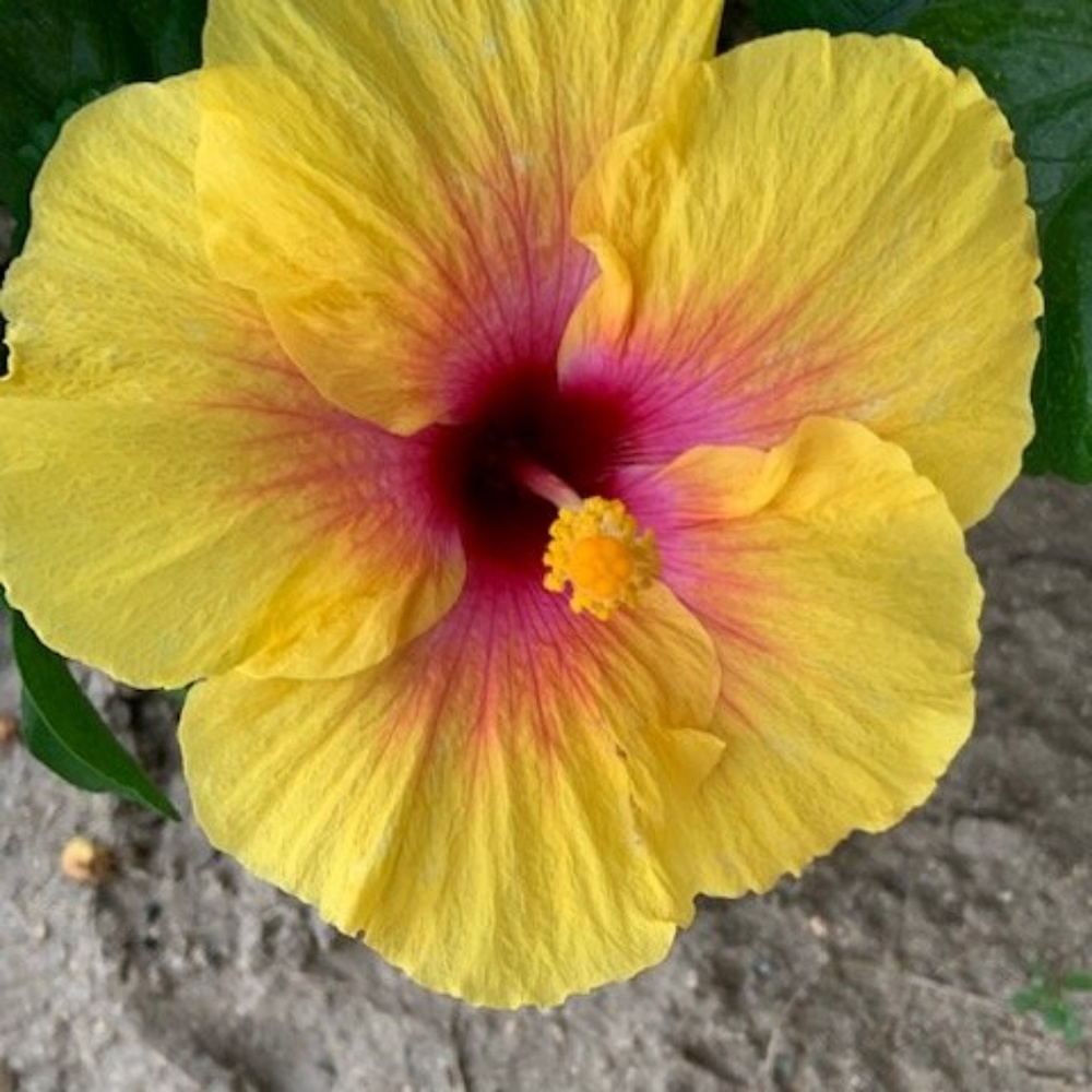 Meet your Posher, Twanjua